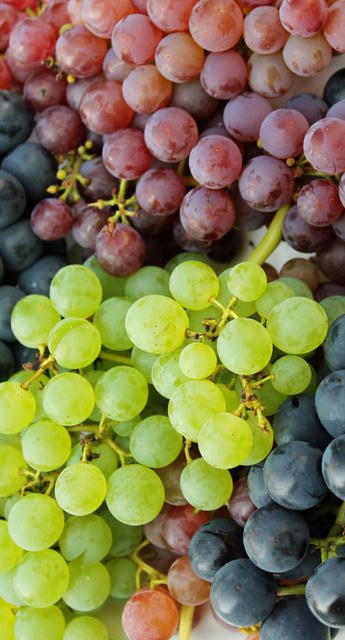 Pisco Grape varieties